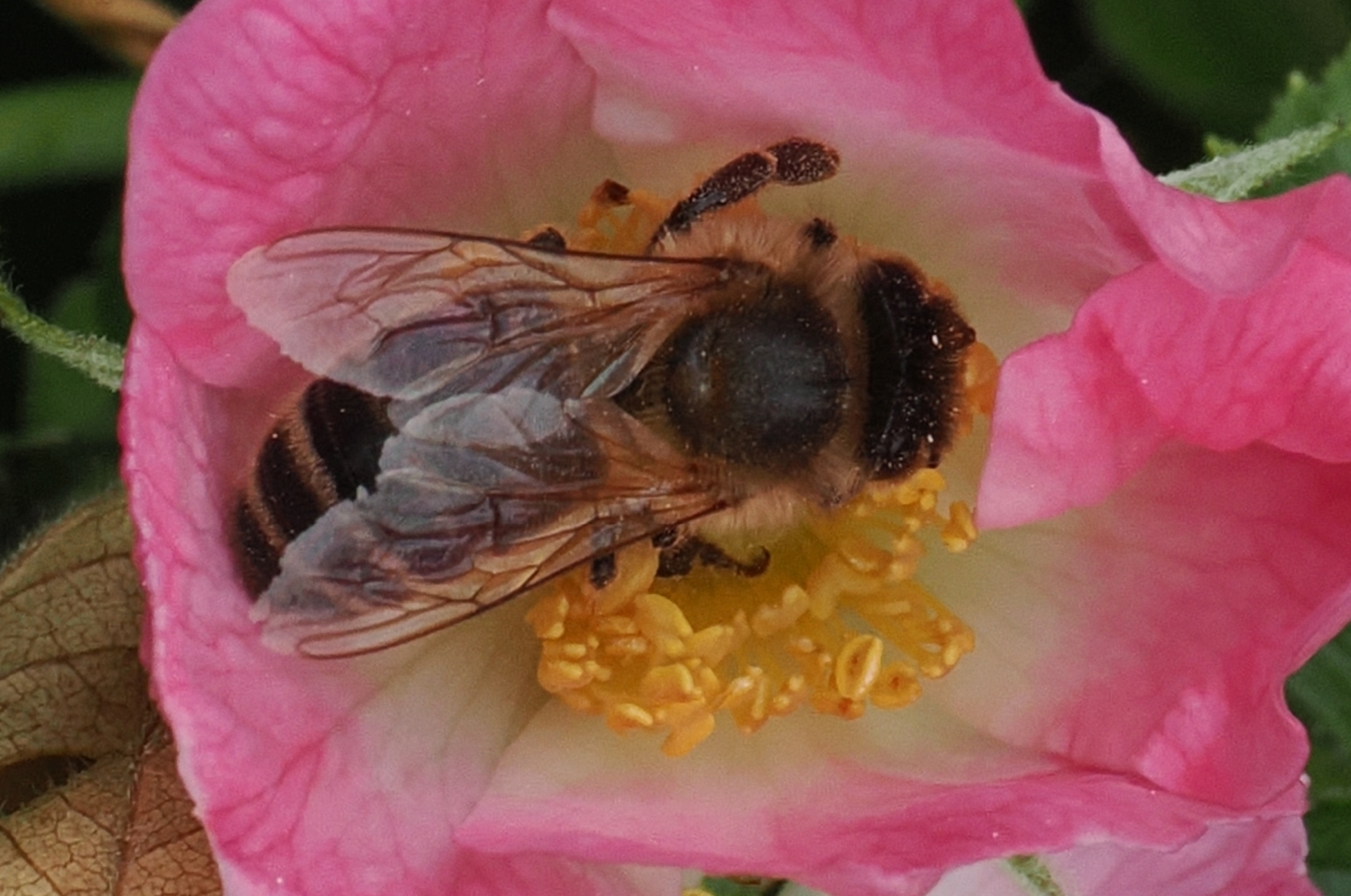 Apis-mellifera